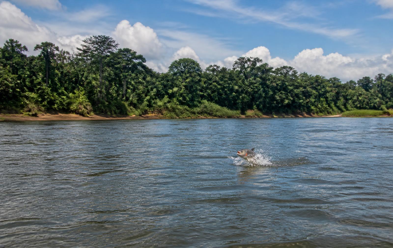 Ataque por reação: por que o peixe morde sem estar com fome