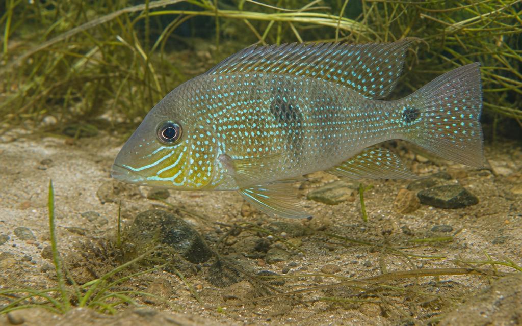 Foto de Acará (Cará) (Geophagus brasiliensis)
