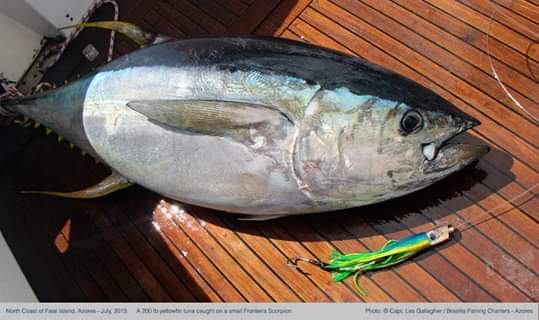 Foto de Atum-albacora (Thunnus albacares) capturado na pesca esportiva