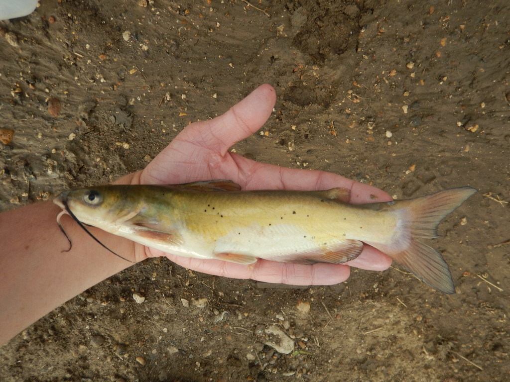 Foto de Bagre Americano (Ictalurus punctatus) capturado na pesca esportiva