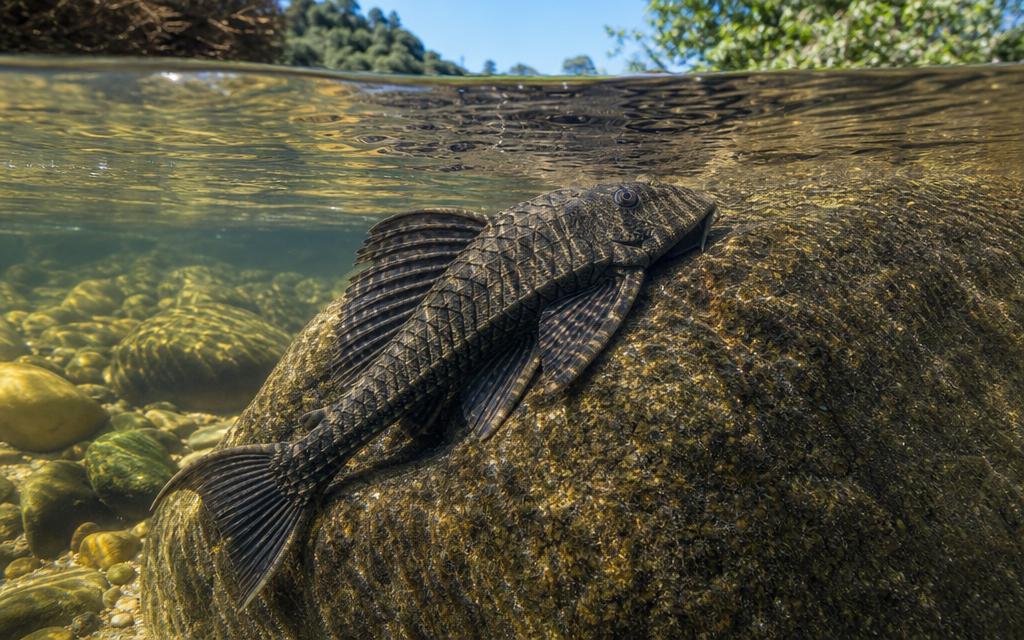 Foto de Cascudo (Hypostomus spp.)