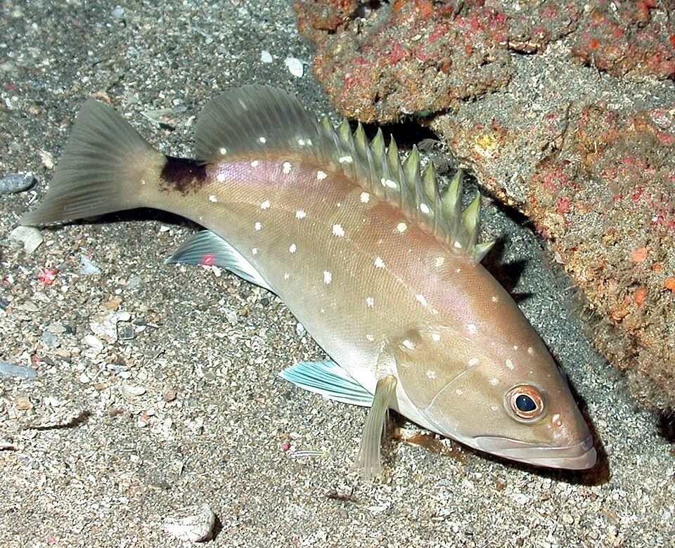 Foto de Cherne (Epinephelus niveatus) capturado na pesca esportiva