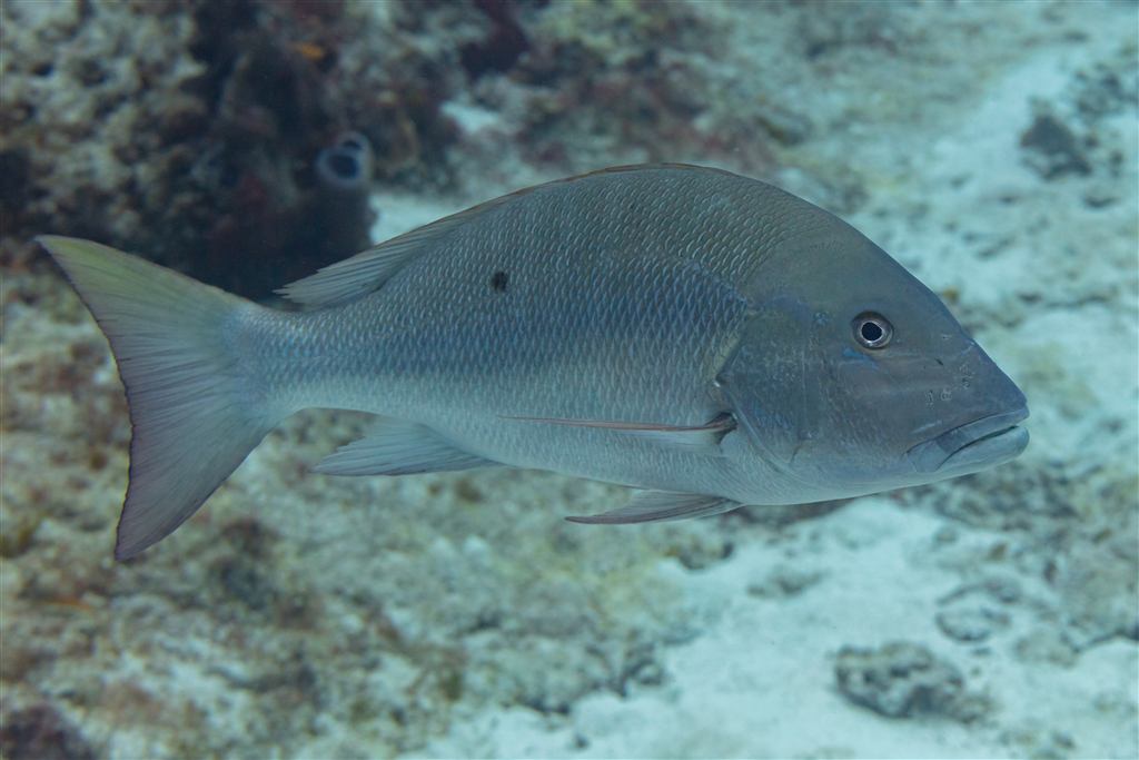Foto de Cioba (Lutjanus analis) capturado na pesca esportiva