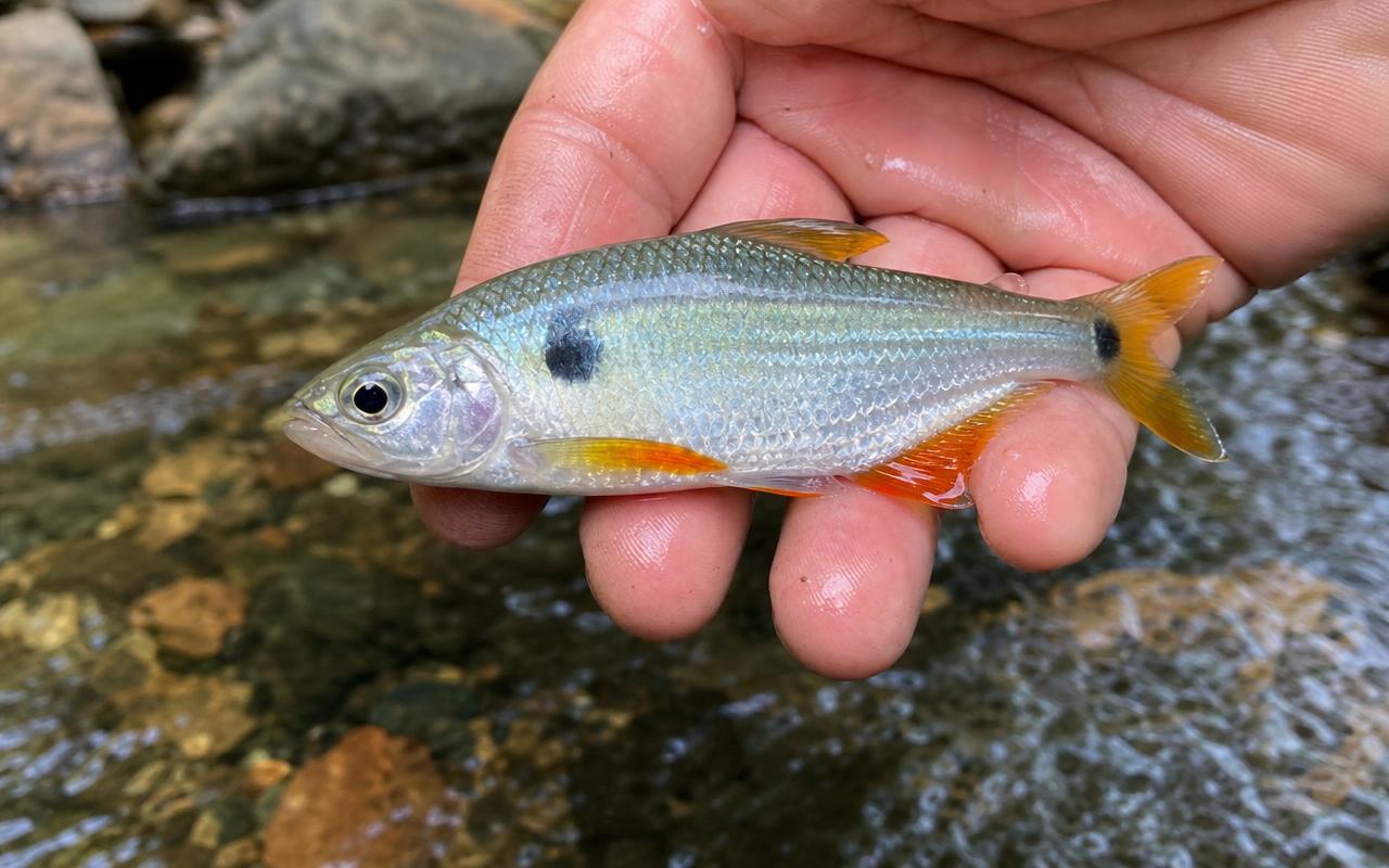 Foto de Lambari (Astyanax spp.)