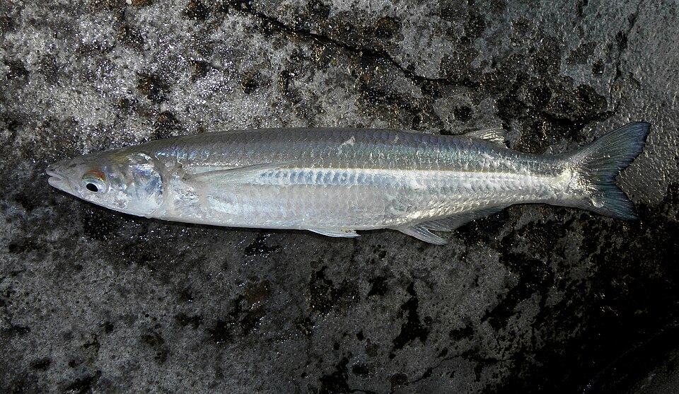 Foto de Peixe-rei (Odontesthes spp.) capturado na pesca esportiva
