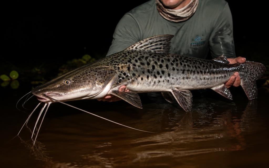 Foto de Pintado (Surubim) (Pseudoplatystoma spp.)