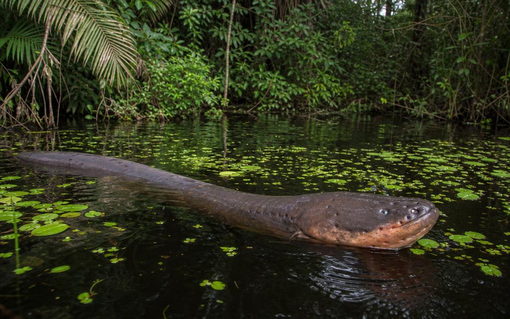 Foto de Poraquê (Electrophorus electricus)