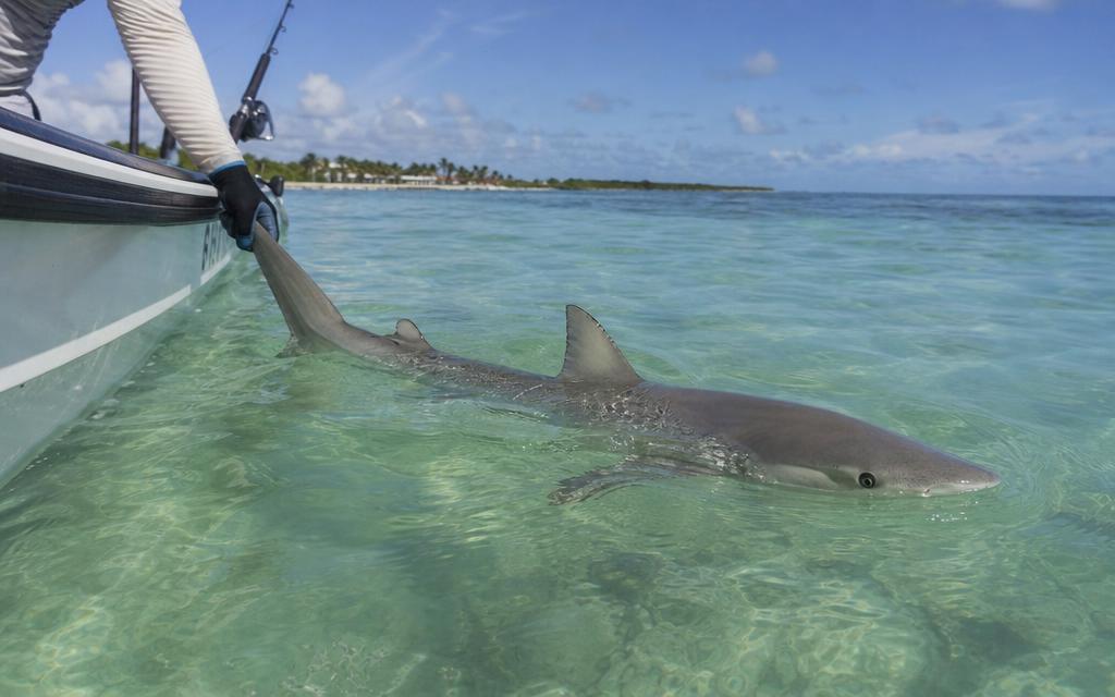 Foto de Tubarão (Carcharhinus spp. / Rhizoprionodon spp.)
